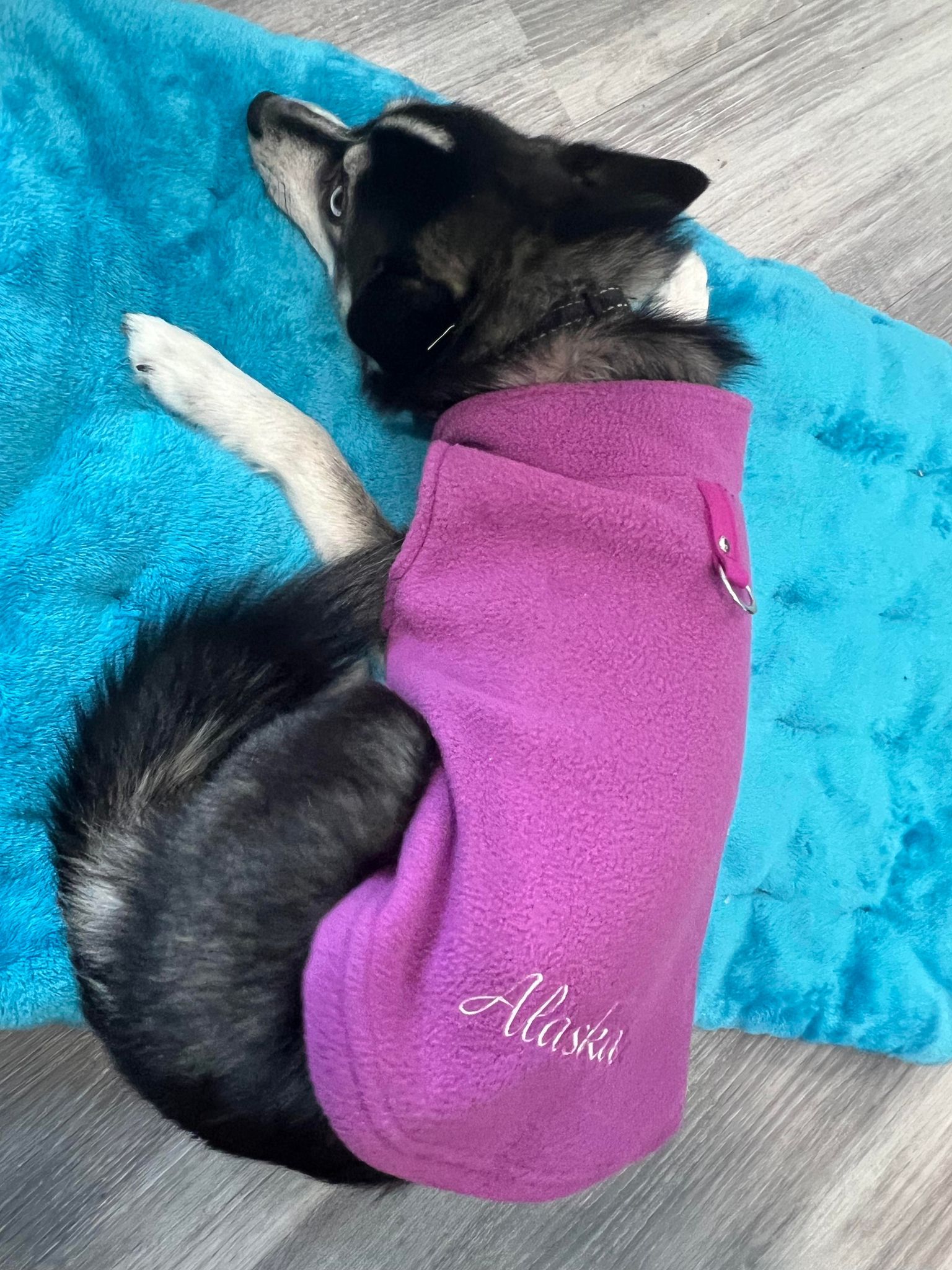 custom dog sweaters